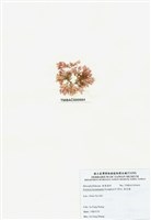 藏品(浪花藻)的圖片